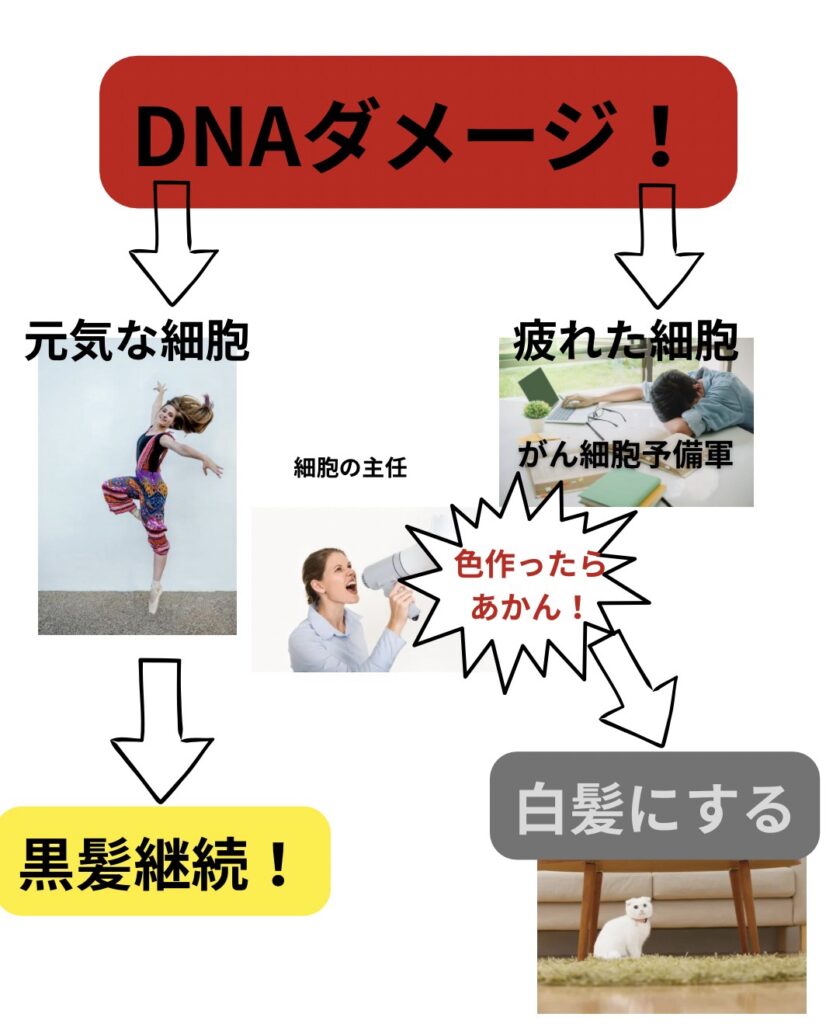 熊本市東区尾ノ上マンツーマン美容室|40代女性に人気、ヘッドスパが得意な美容室、白髪ができるメカニズムの説明画像
